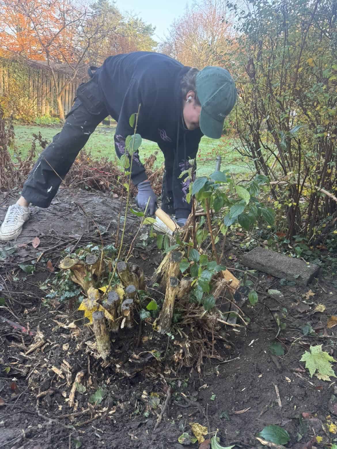 Rutly gräver upp rötter vid en röjning
