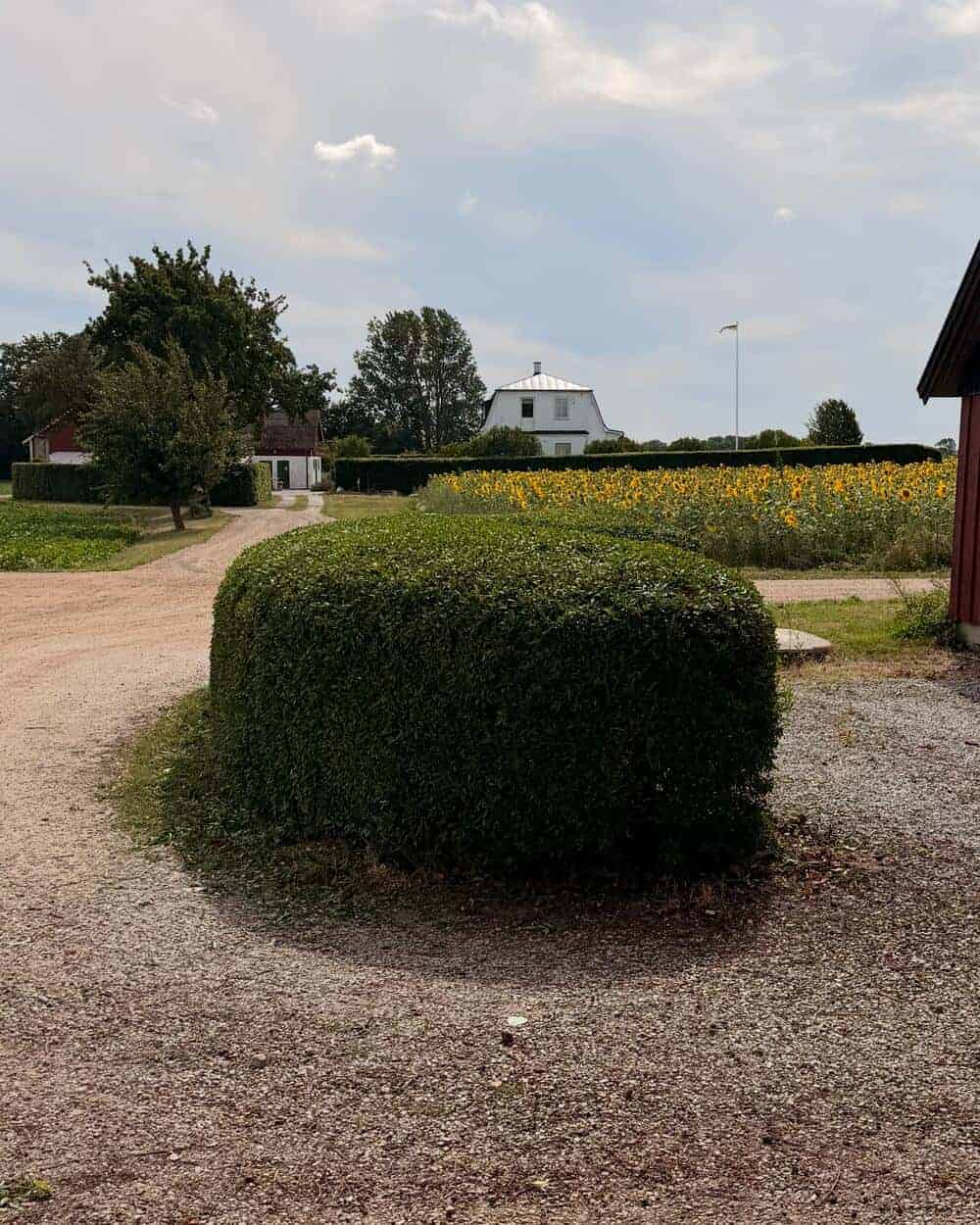 Rundklippt häck i en skånsk trädgård