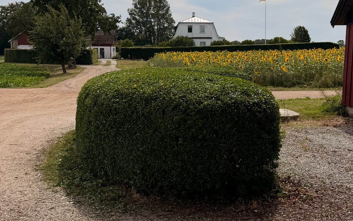 Rundklippt häck vid en grusuppfart intill ett solrosfält